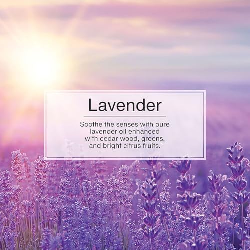 LITTLE TREES Car Air Freshener | Hanging Tree Provides Long Lasting Scent for Auto and Home | 24 Air Fresheners |Lavender